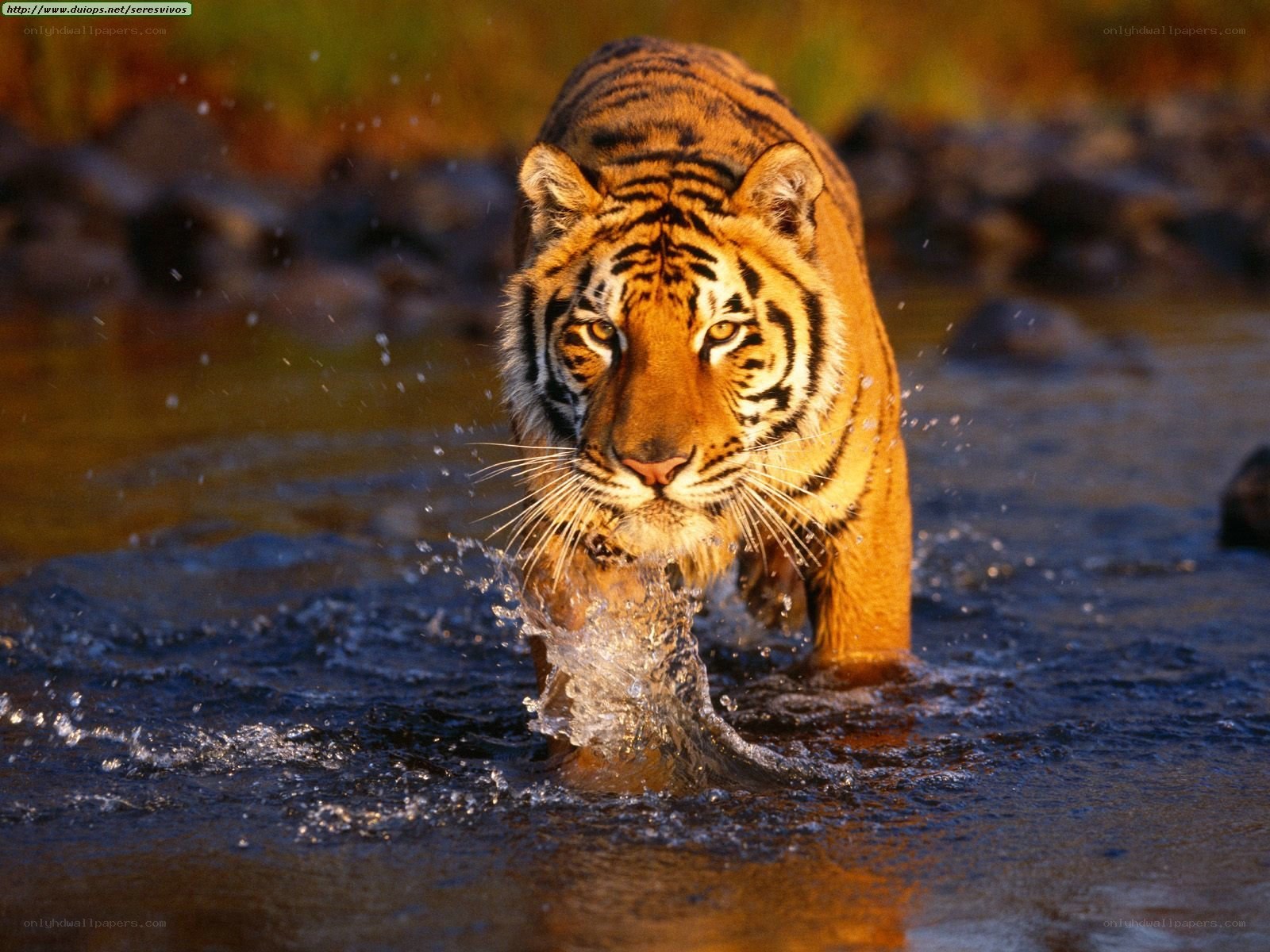 tiger walking through water