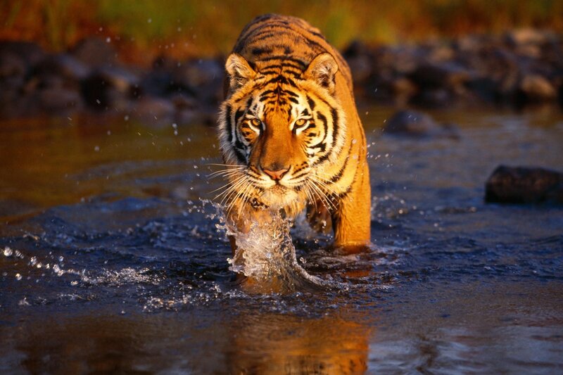 tiger walking through water