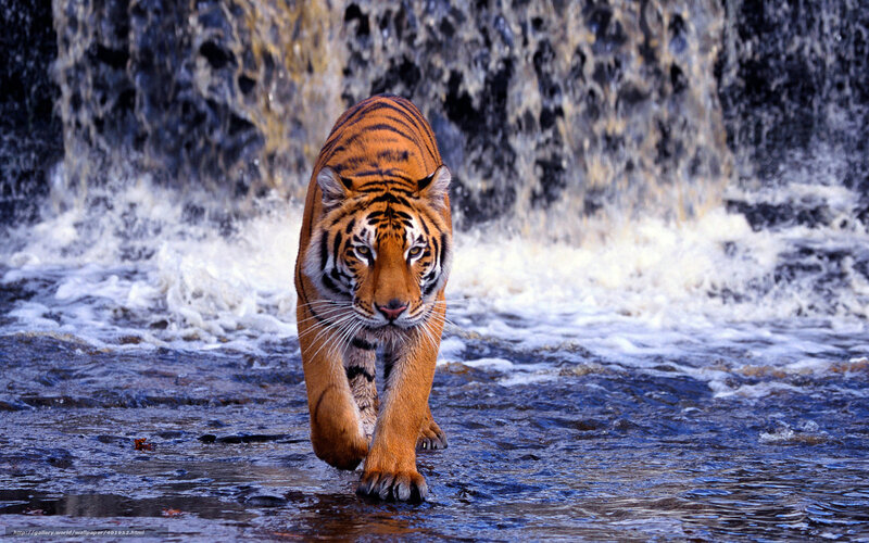 Tiger walking through waterfall