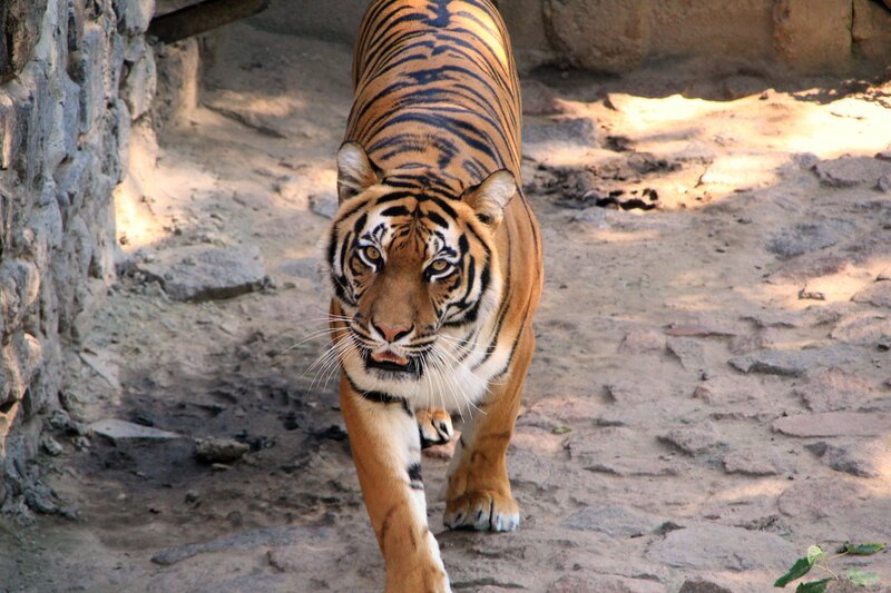 tiger walking toward camera