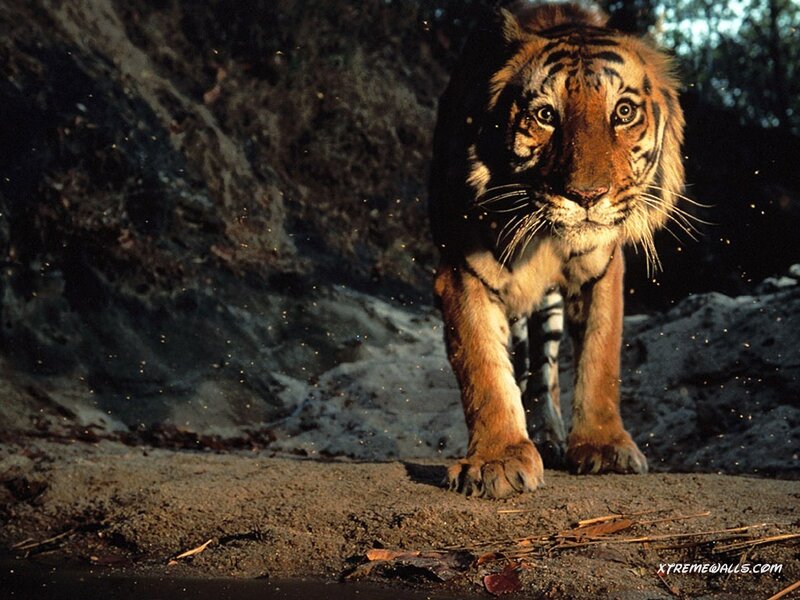 tiger walking towards camera