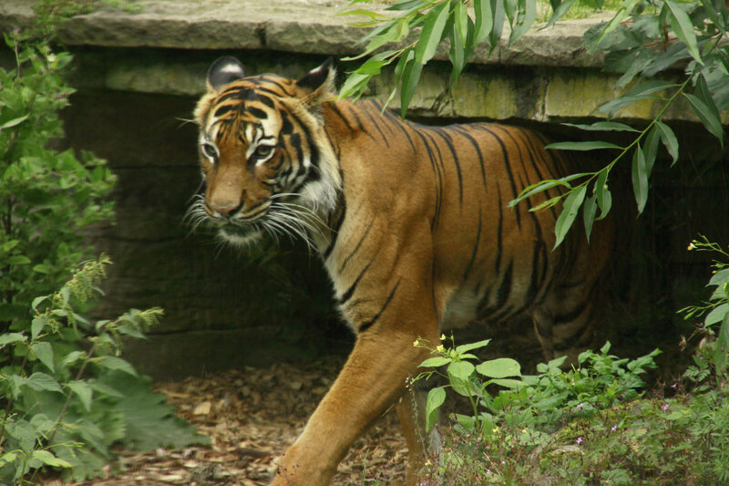 Tiger Walking under Structure
