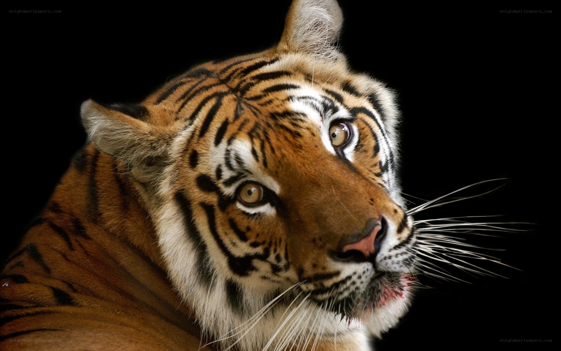tiger with blood on mouth