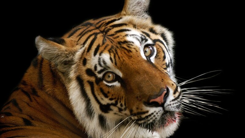 tiger with blood on muzzle