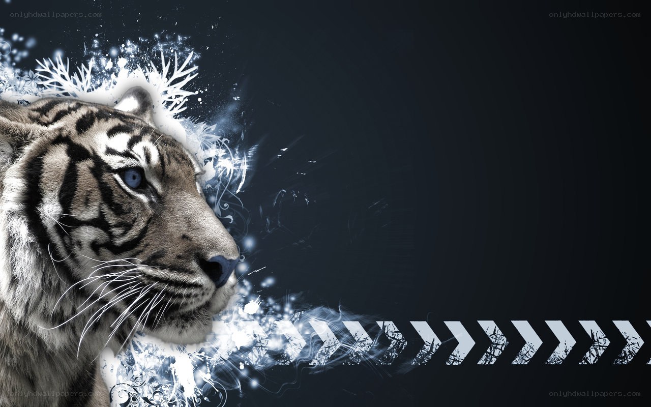 tiger with blue eyes