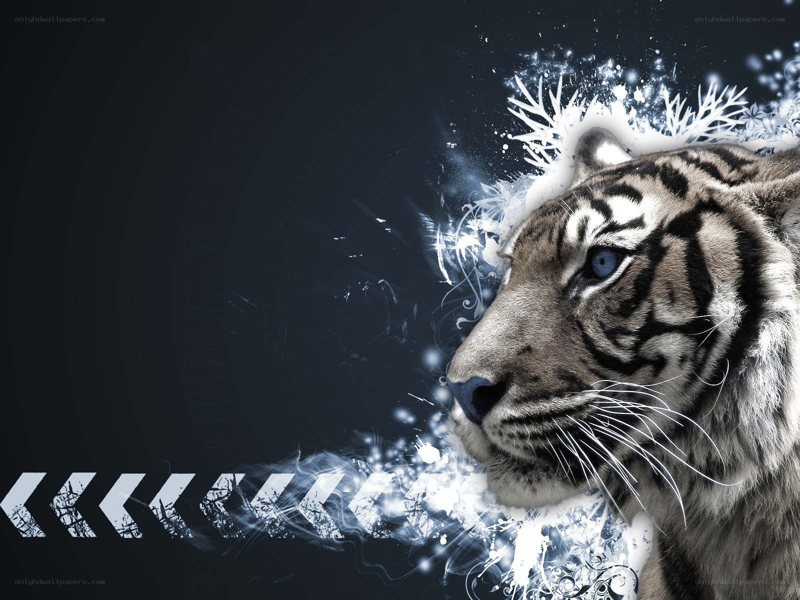 tiger with blue eyes
