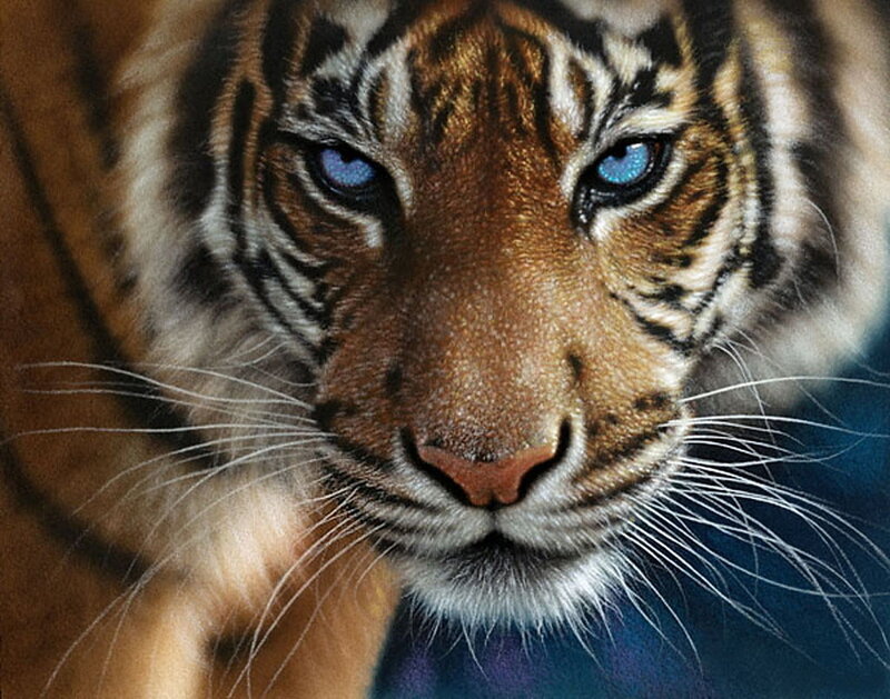 tiger with blue eyes