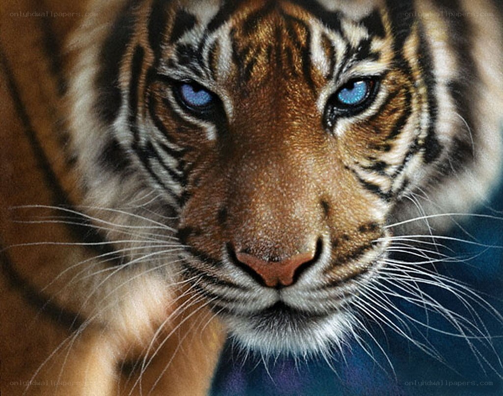 tiger with blue eyes