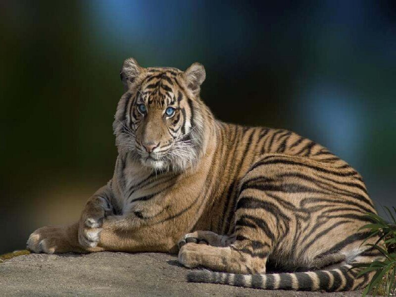 Tiger with Blue Eyes — Orange, Calm