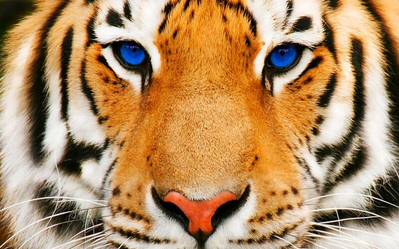 Tiger with Blue Eyes — Orange, Intense, Photograph