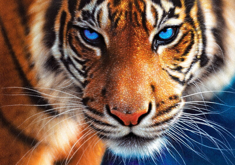 Tiger with Blue Eyes — Orange, Intense