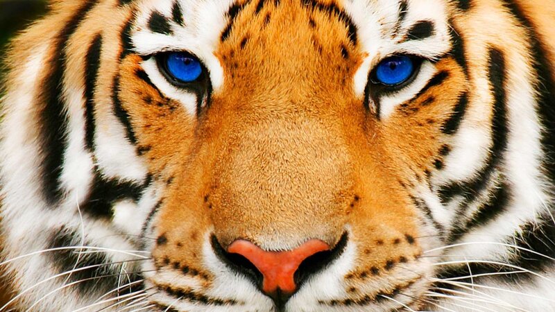 Tiger with Blue Eyes — Orange