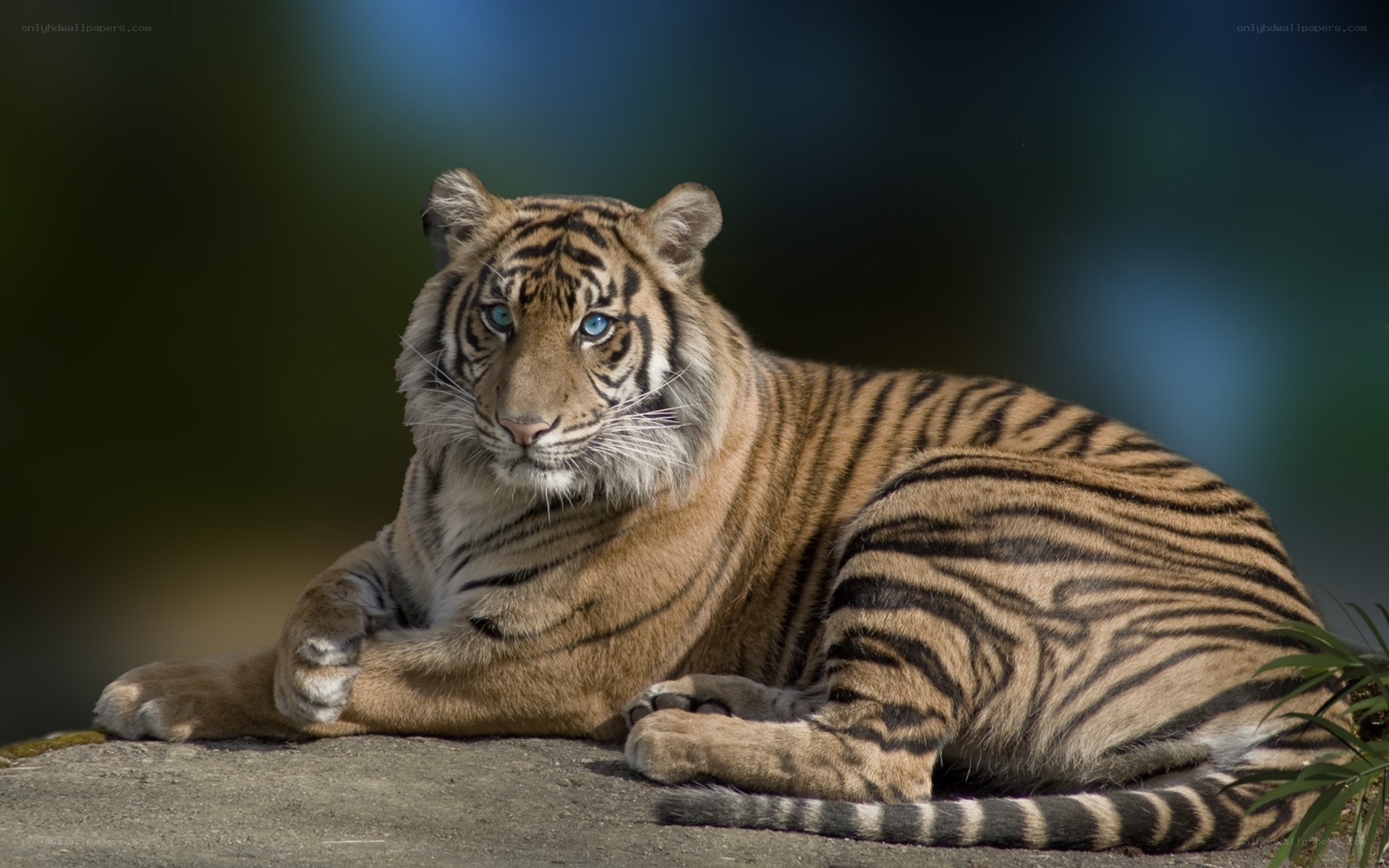 tiger with blue eyes