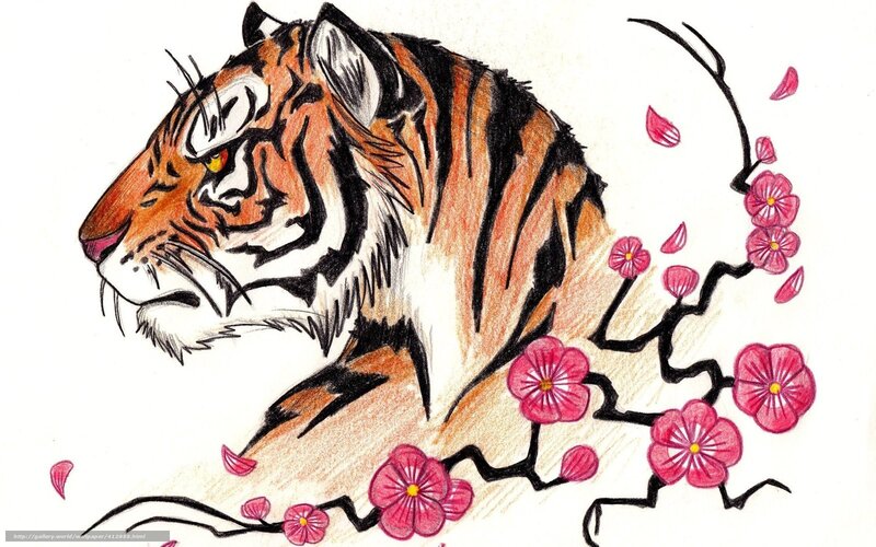 tiger with cherry blossoms