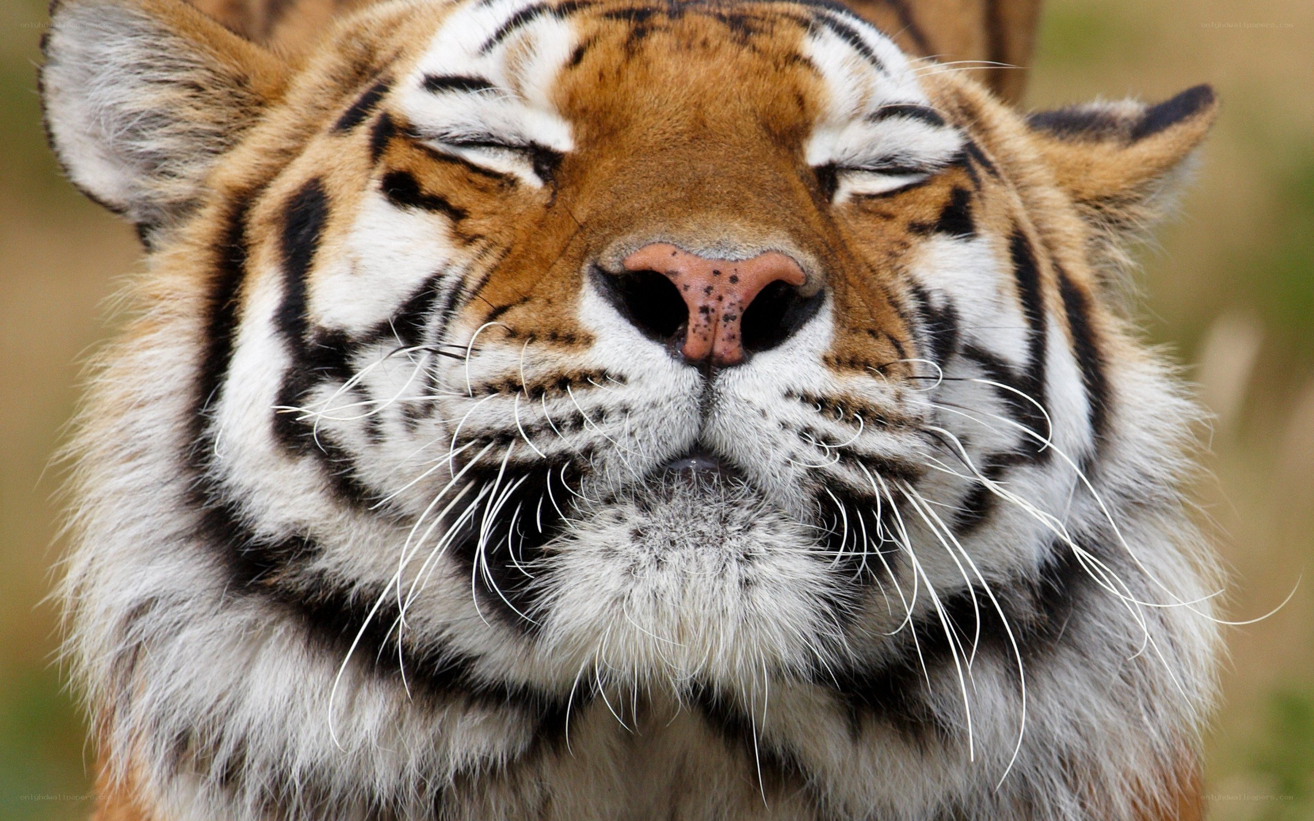 tiger with closed eyes