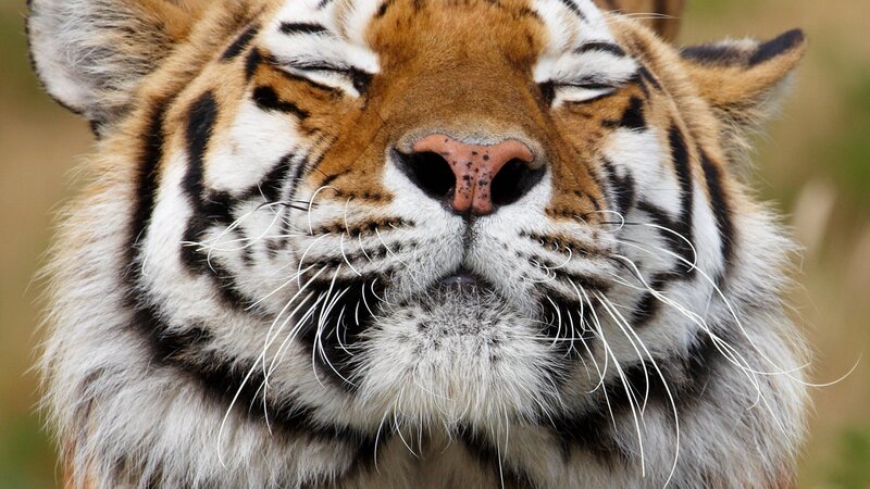 Tiger with Closed Eyes — Orange, Calm, Photograph