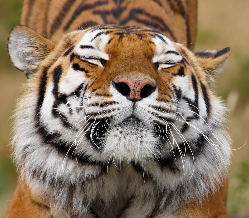 Tiger with Closed Eyes — Orange, Calm, Photograph, Whiskers, Stripes