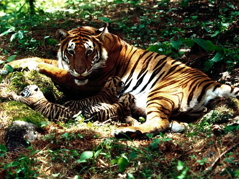 Tiger with Cubs — Orange, Calm
