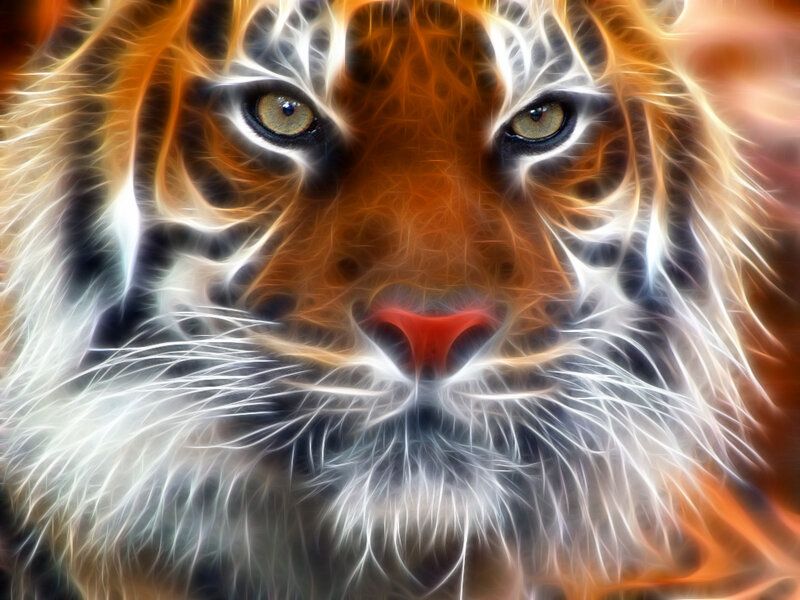 tiger with electric fur