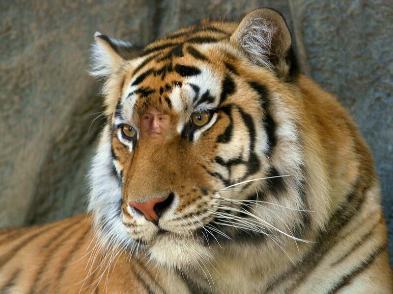 tiger with face overlay