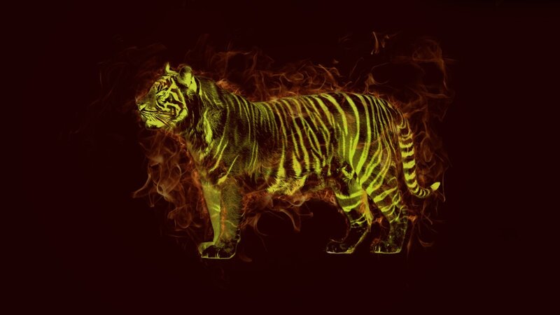 Tiger with Fire Effect