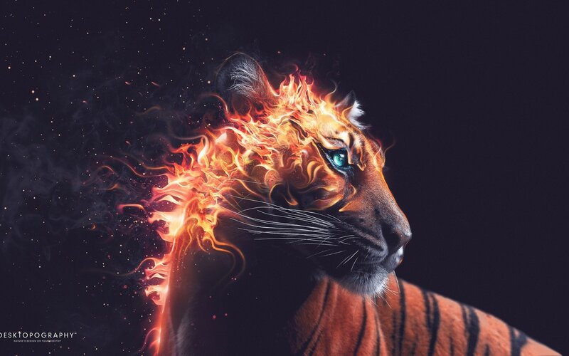 Tiger with Flames — Black