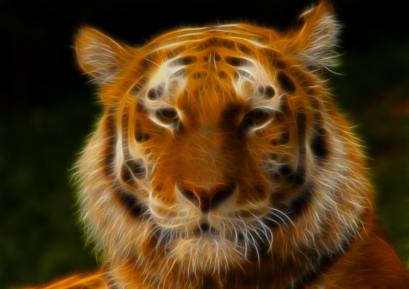 tiger with glowing fur