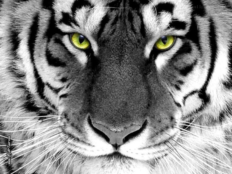 tiger with green eyes