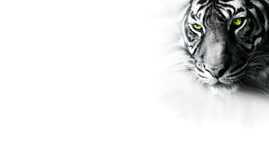 tiger with green eyes
