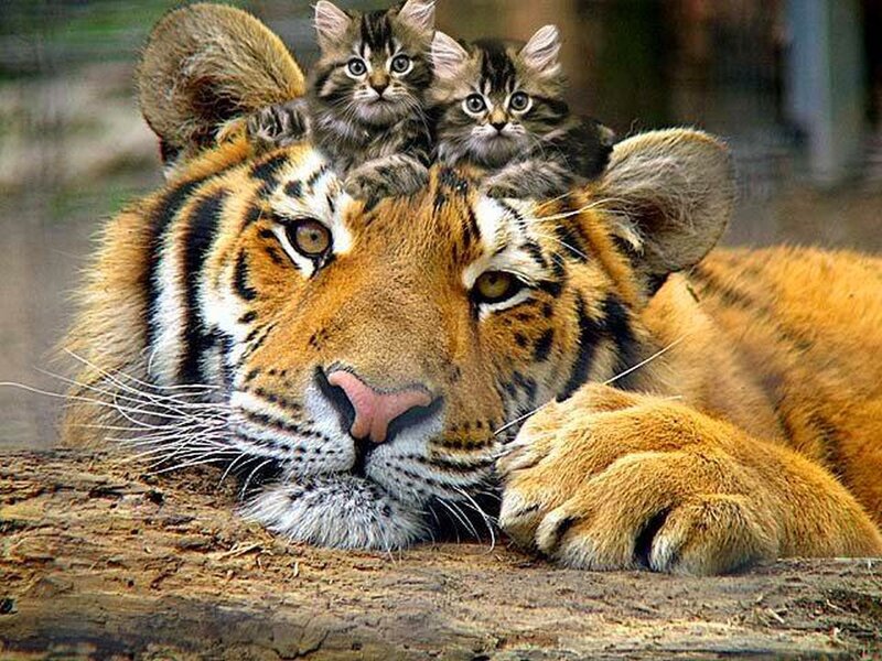 tiger with kittens on head