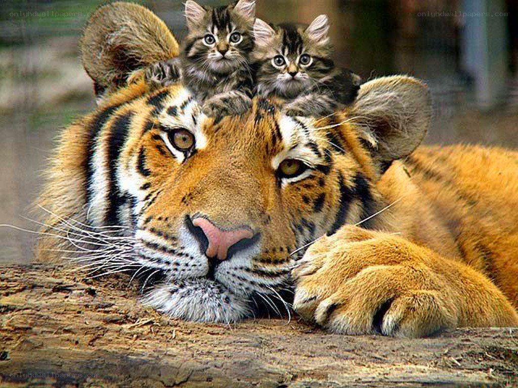 tiger with kittens on head
