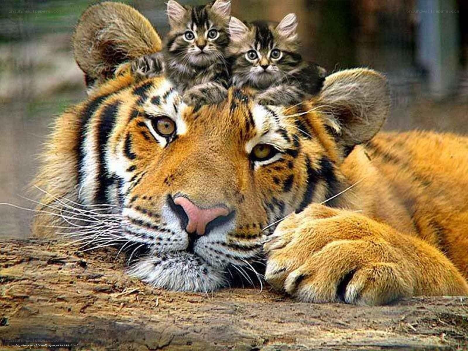 tiger with kittens on head