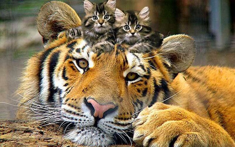 Tiger with Kittens — Orange