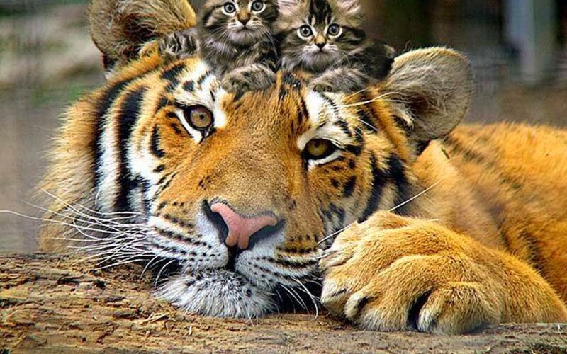 Tiger with Kittens