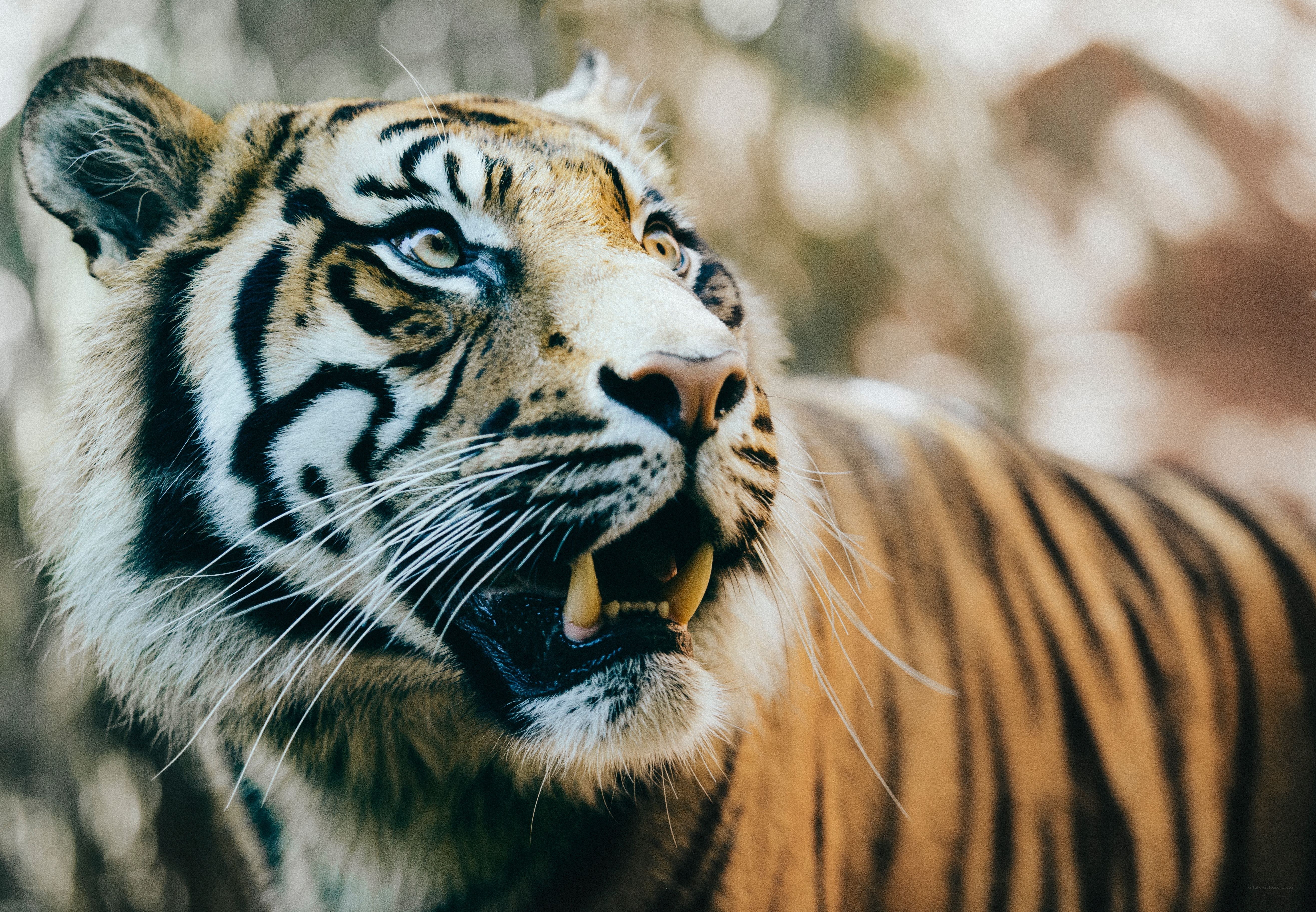 tiger with open mouth