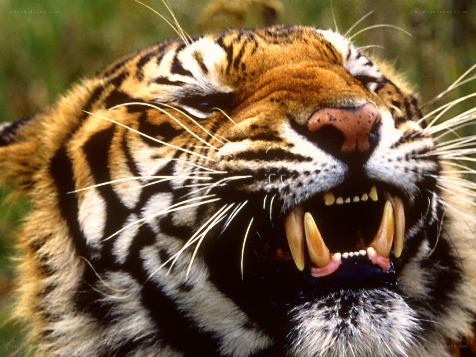 tiger with open mouth