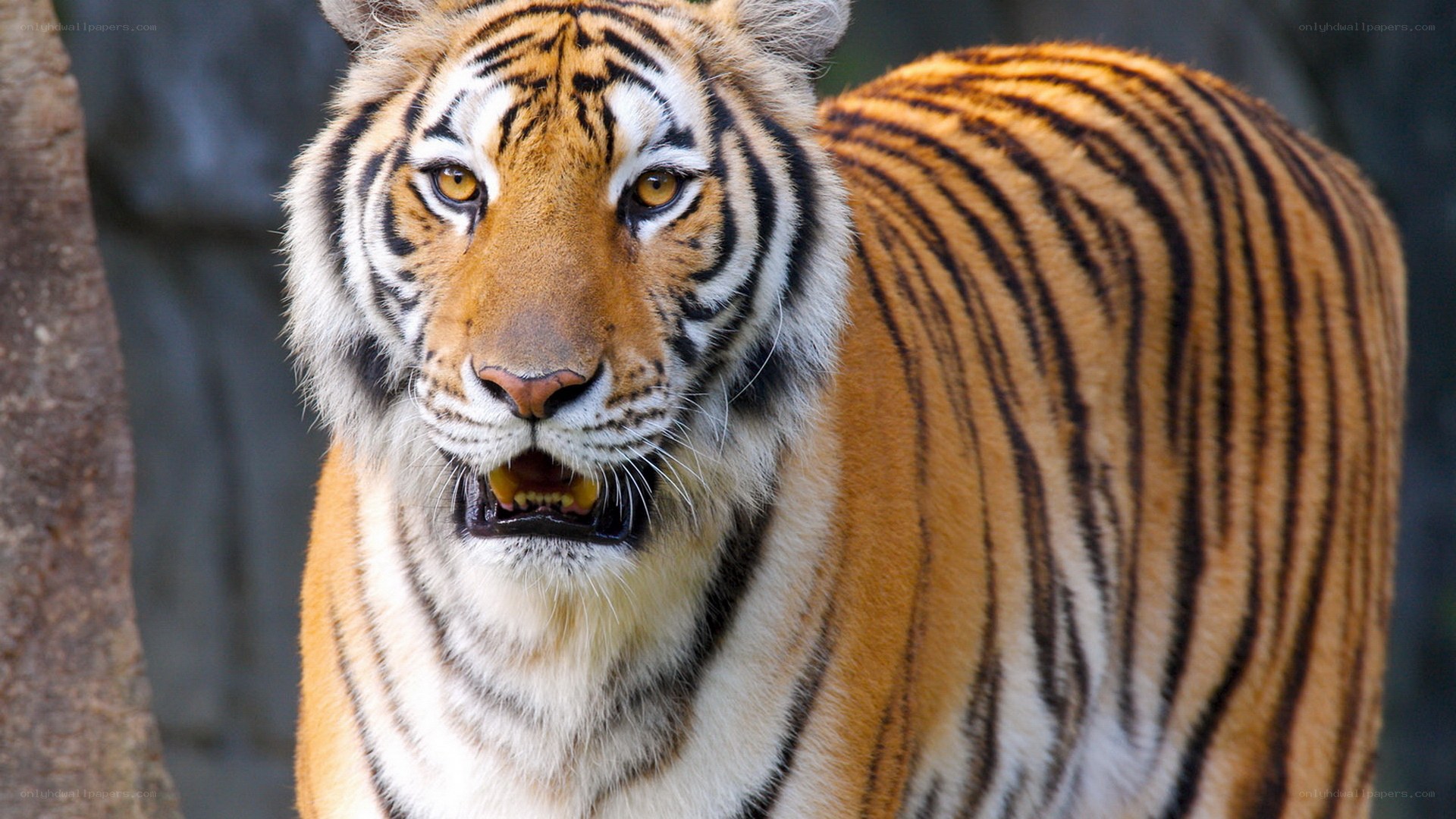 tiger with open mouth