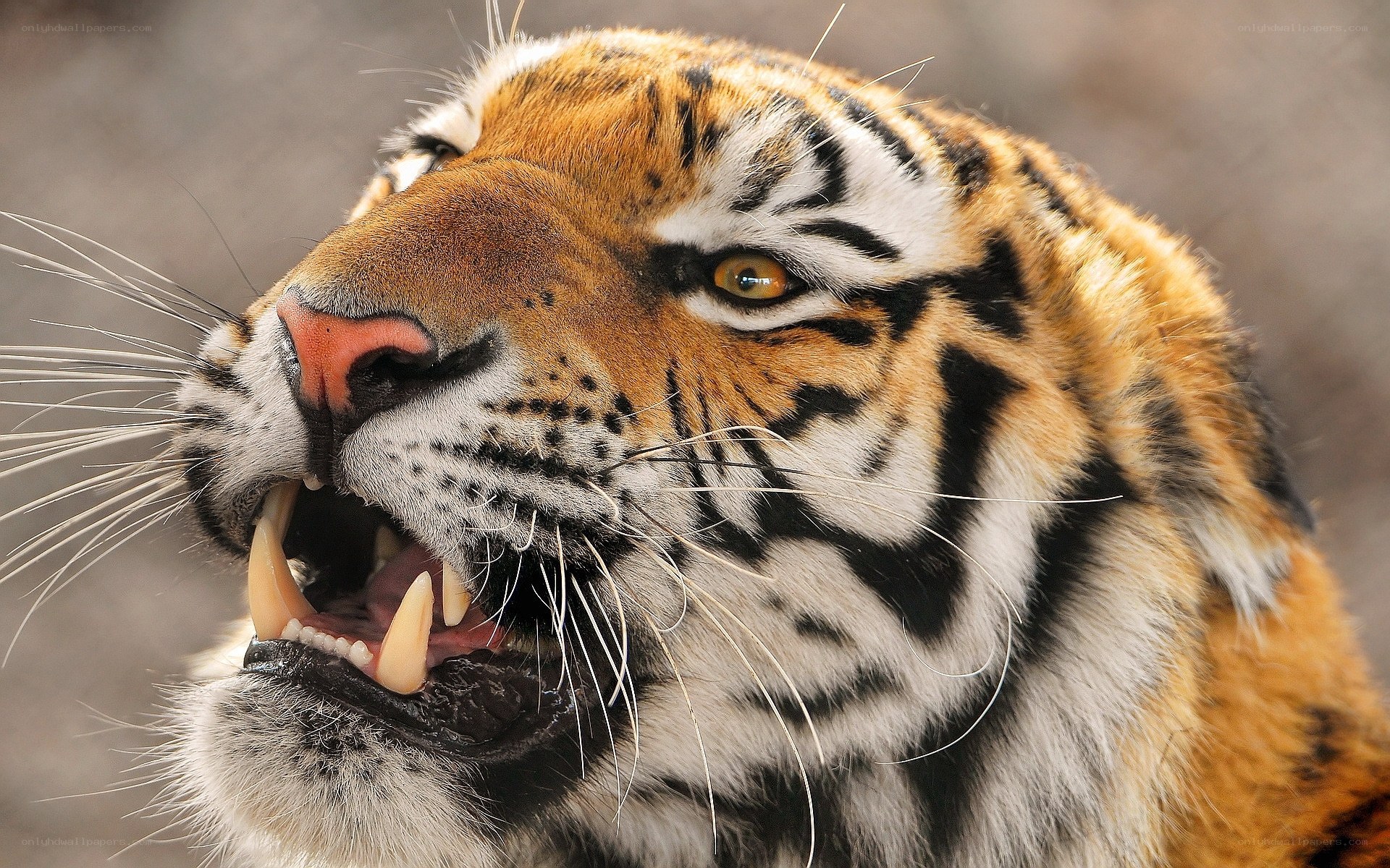 tiger with open mouth