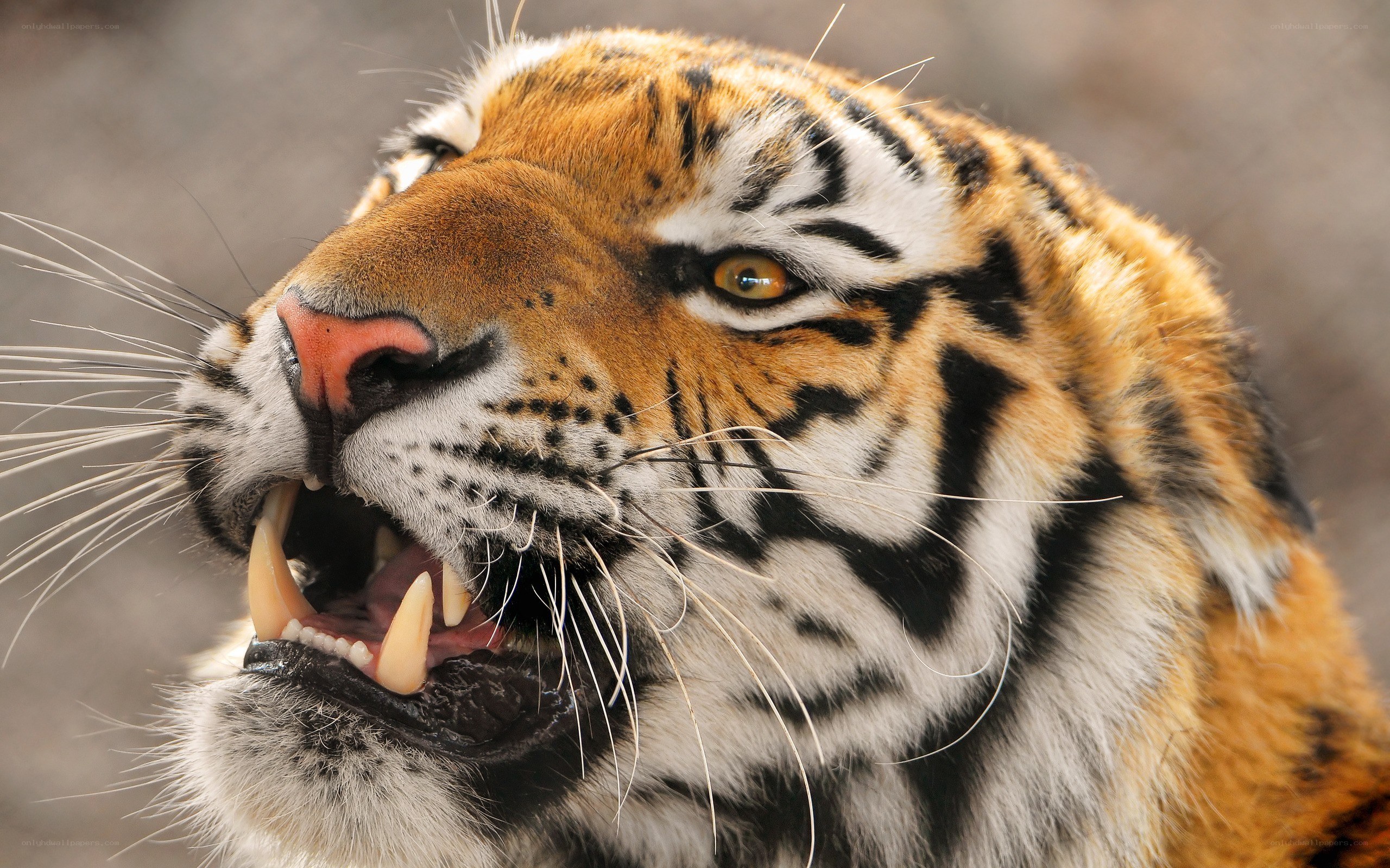 tiger with open mouth