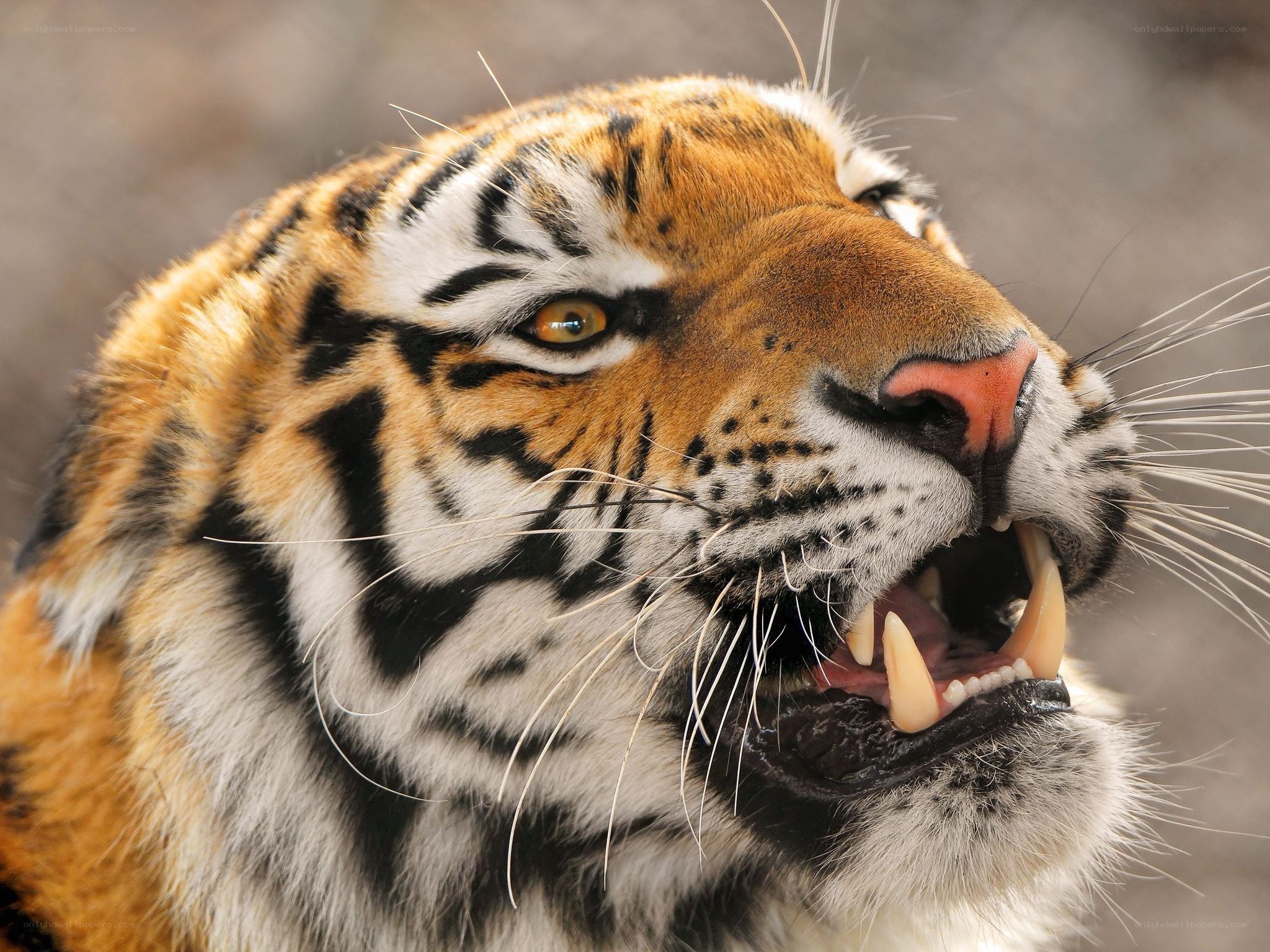 tiger with open mouth