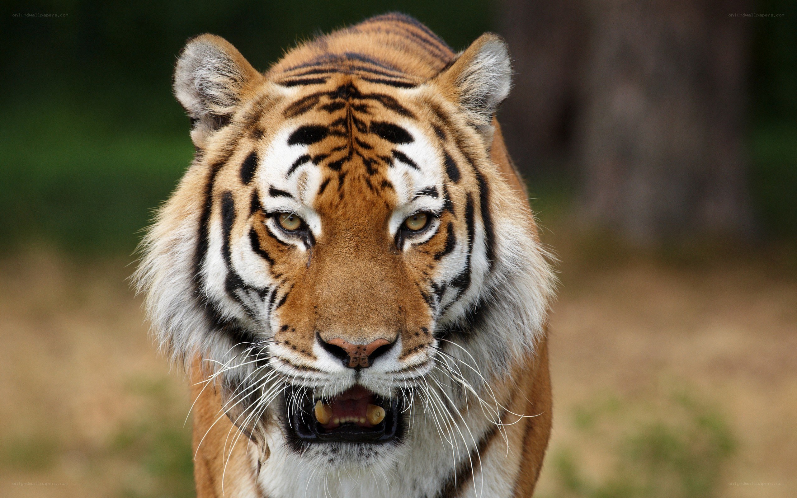tiger with open mouth