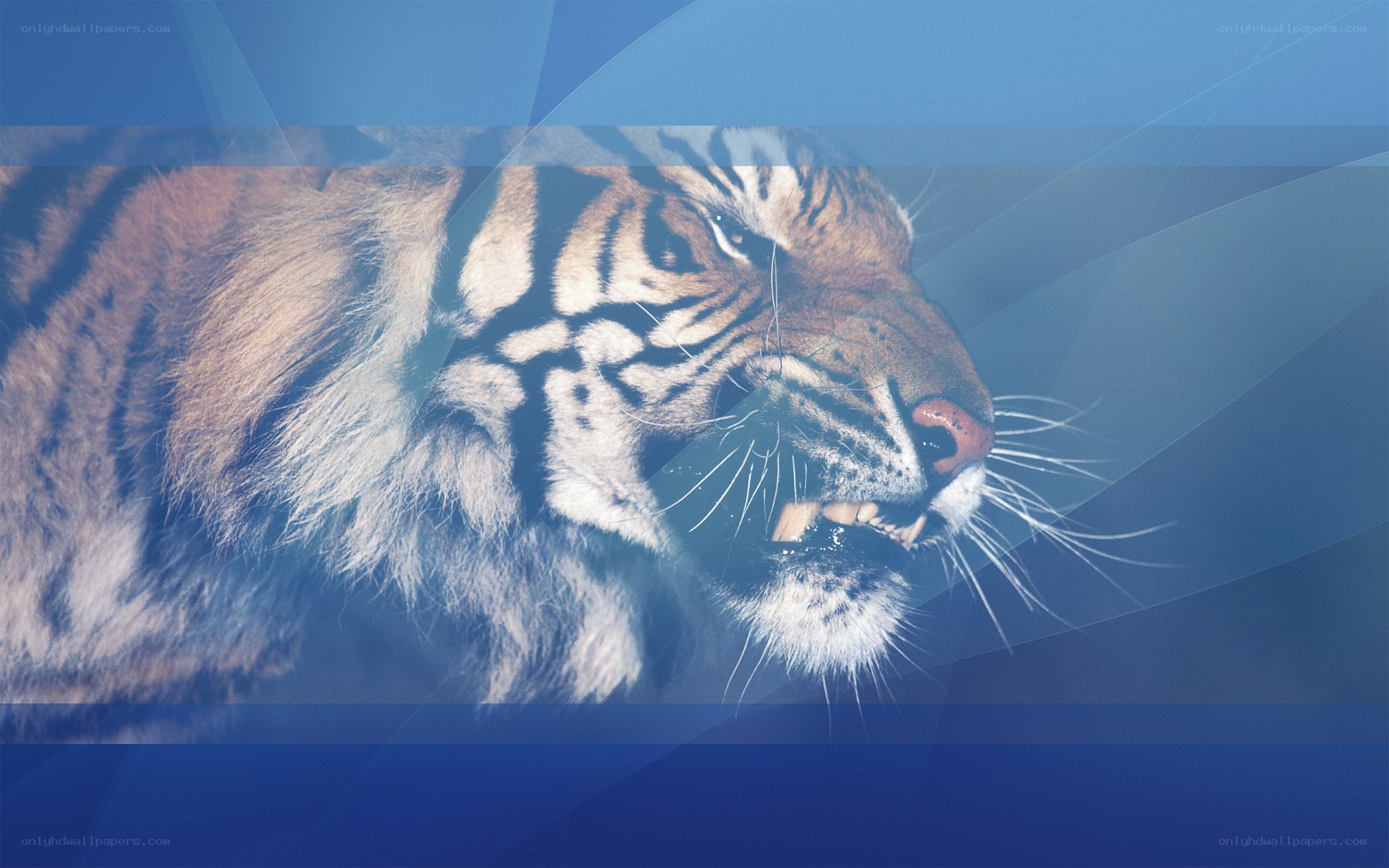 tiger with open mouth