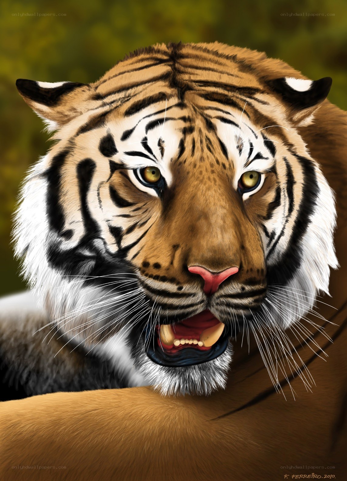 tiger with open mouth