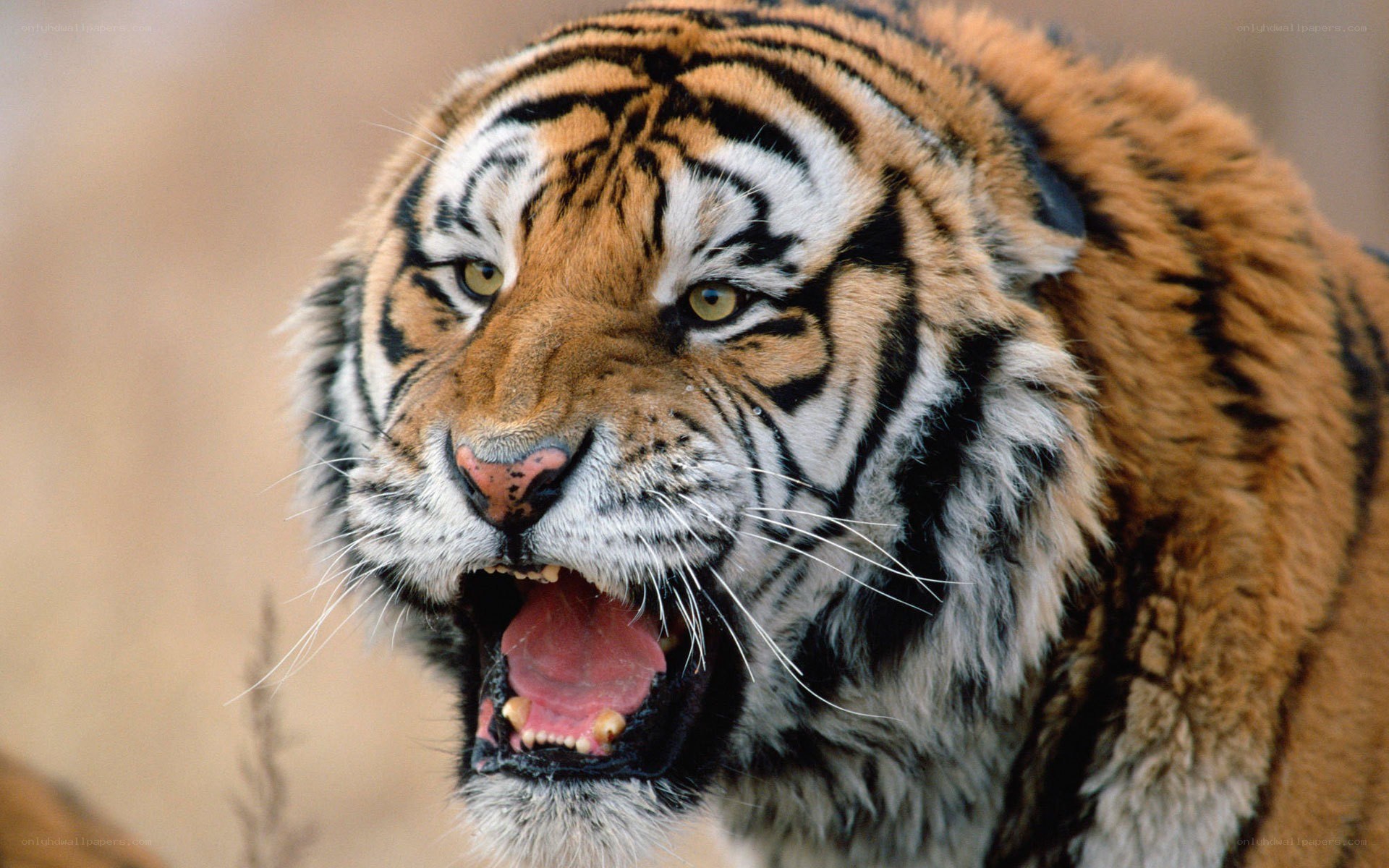 tiger with open mouth
