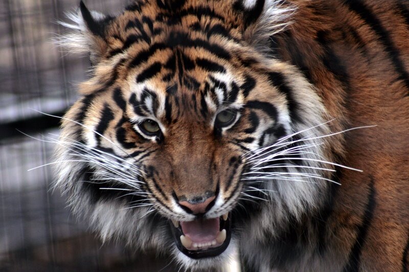 tiger with open mouth