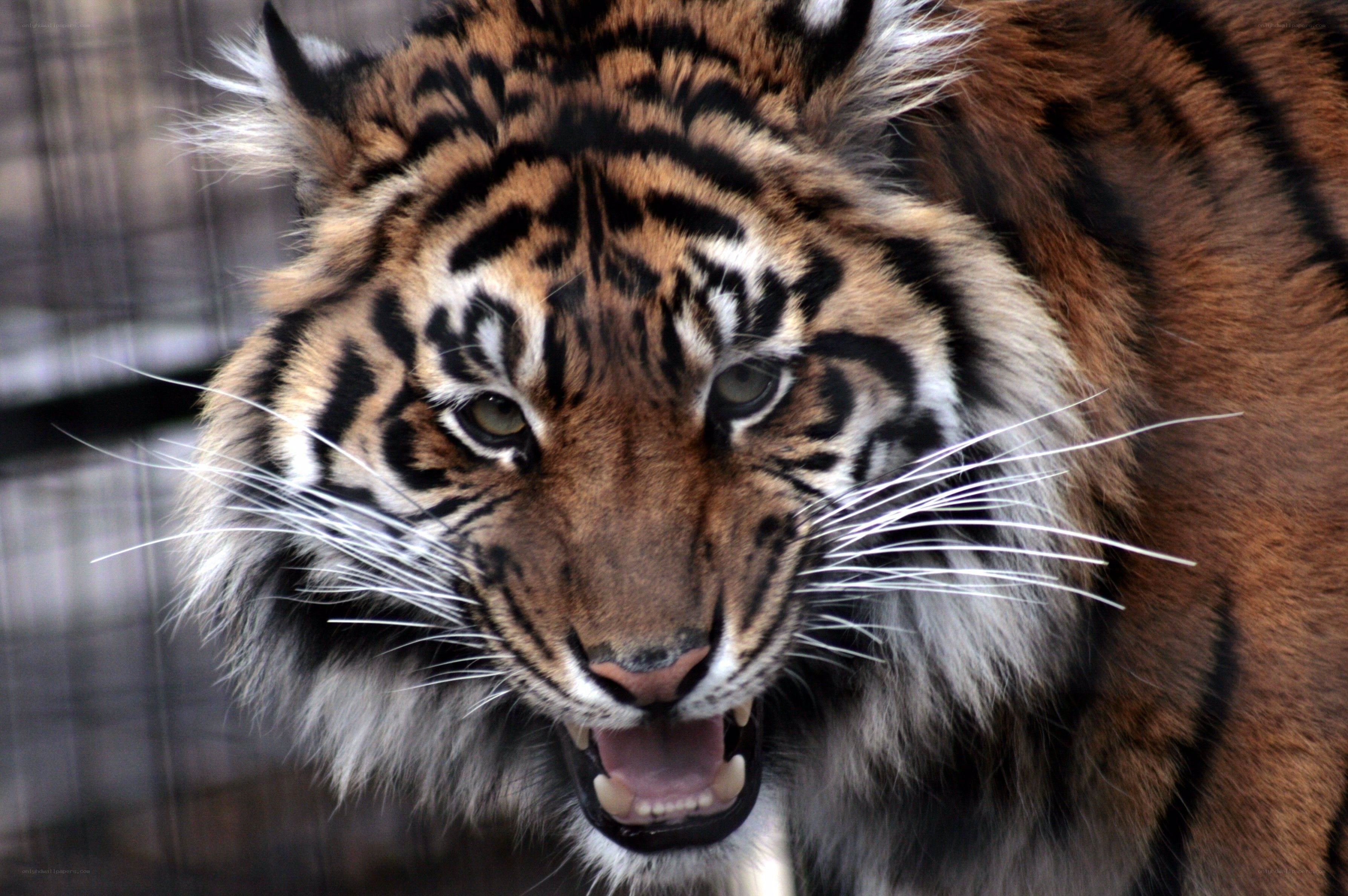 tiger with open mouth