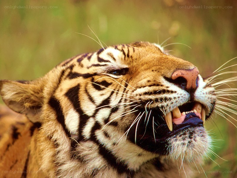 tiger with open mouth