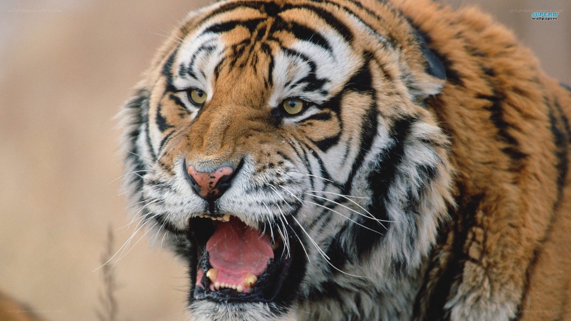 tiger with open mouth