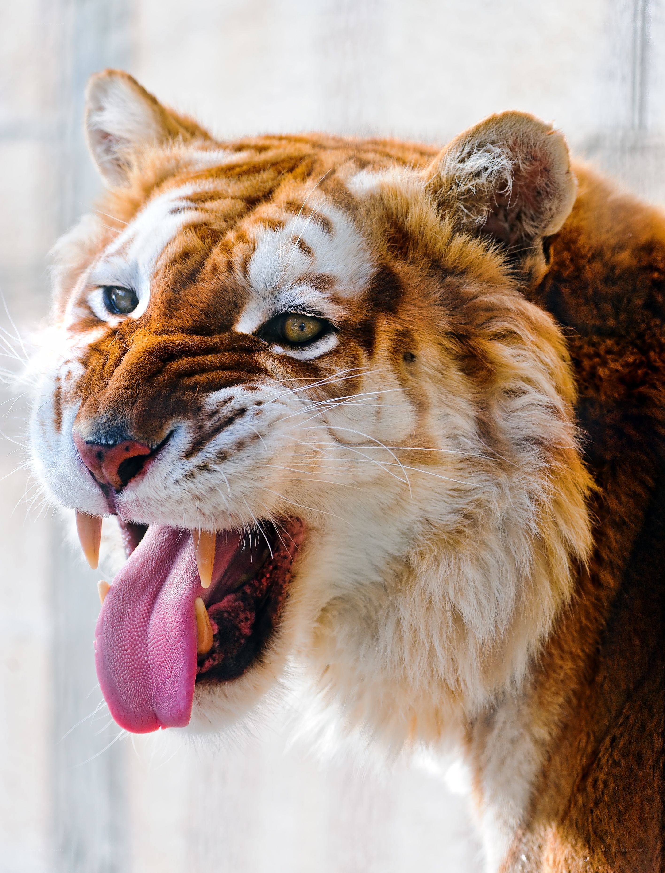 tiger with open mouth