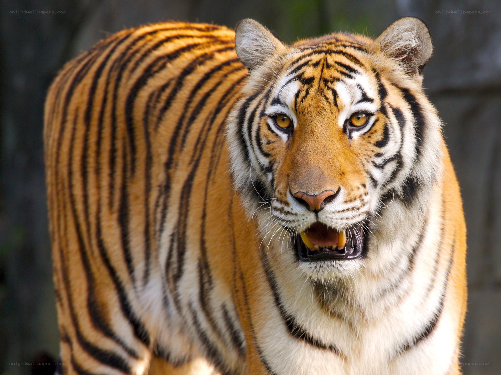 tiger with open mouth